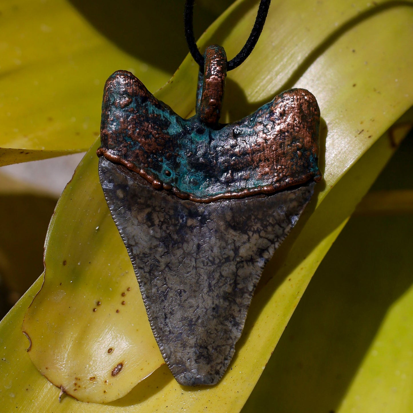 Florida Fossil MEGALODON Shark Tooth Necklace Copper Pendant