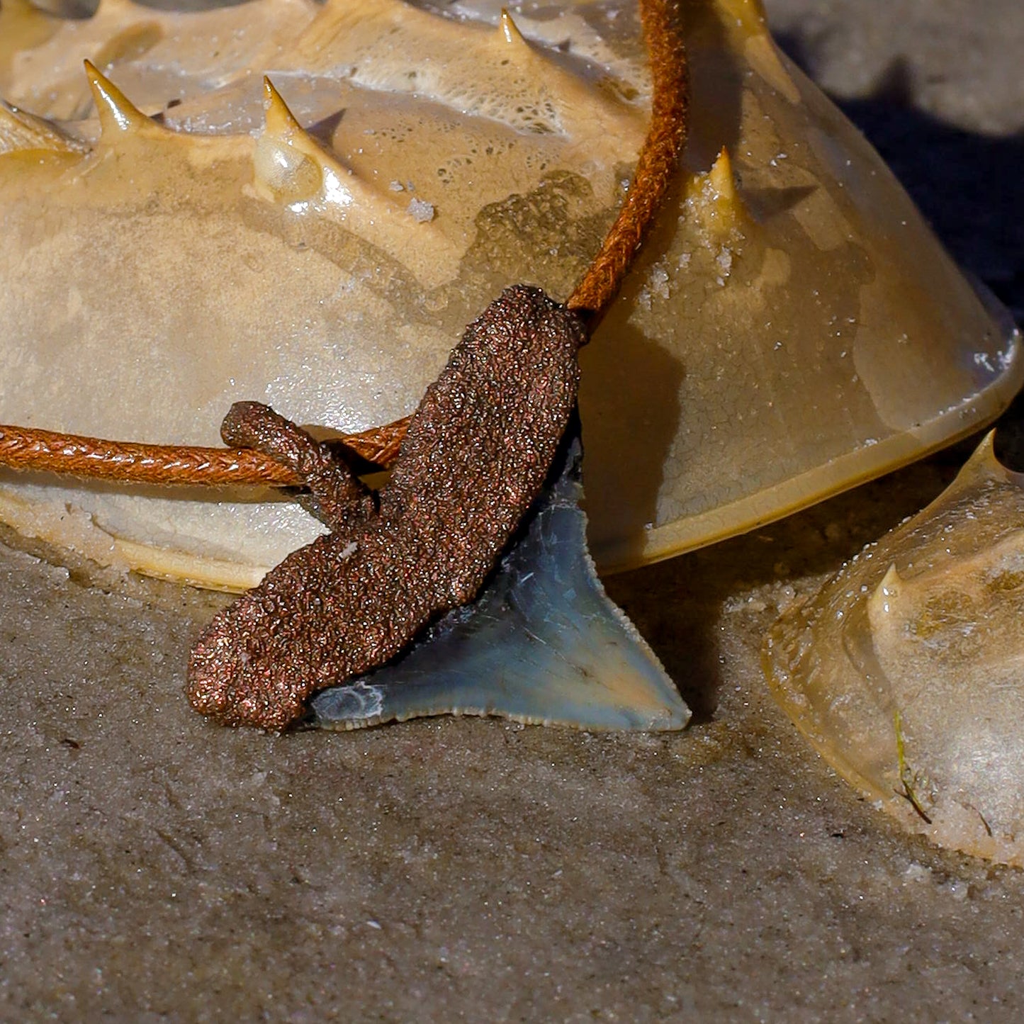 Bull Shark Florida Fossil Shark Tooth Copper Pendant Necklace