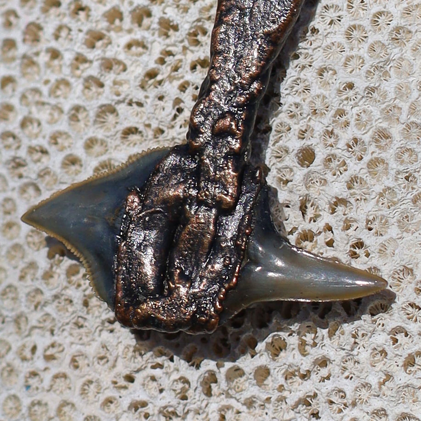 Double Headed Shark Tooth Battle Axe Sacred Huntsman Collection Florida Fossil Lemon and Bull Shark Teeth